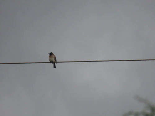 iNaturalist image