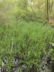Carex lacustris