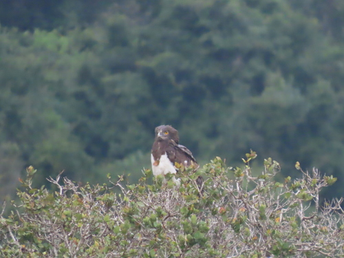 iNaturalist image
