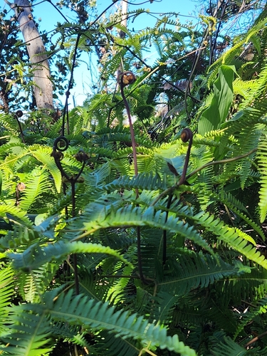 Dicranopteris linearis, 2026-10-21