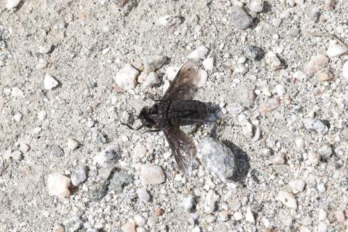 Tabanus punctifer