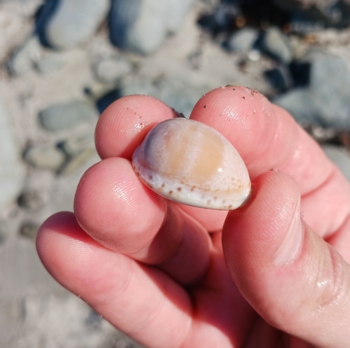 Notocypraea declivis observed 2026-10-21