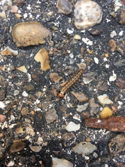 Litoprosopus futilis