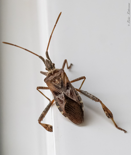Western Conifer Seed Bug