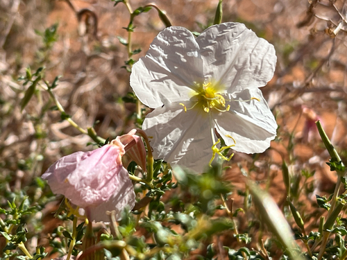 Oenothera albicaulis, 2026-10-20