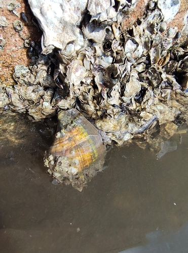 Melongena corona johnstonei, 2026-10-21