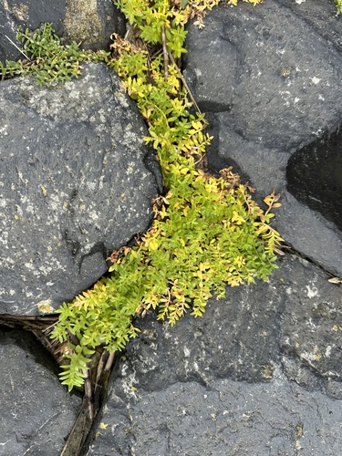 Lysimachia maritima, 2026-10-21
