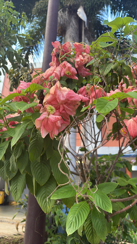 Mussaenda philippica observed 2026-10-21