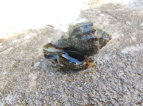 Melongena corona johnstonei, 2026-10-21