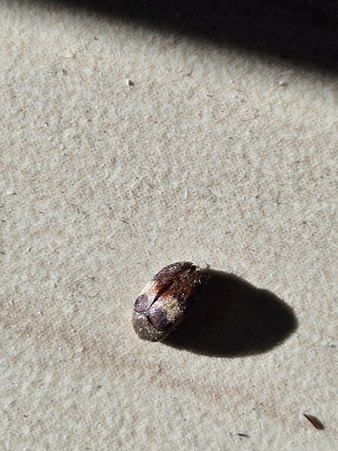 Attagenus fasciatus, 2026-10-21