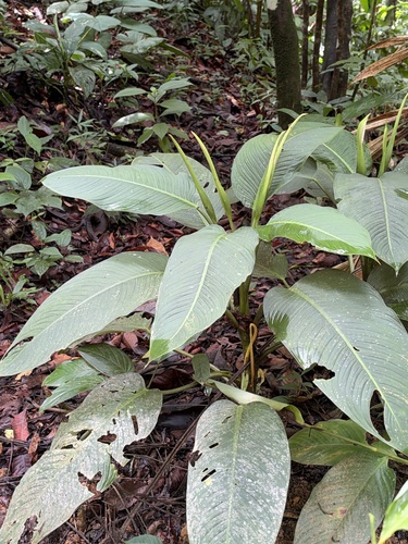 Dieffenbachia seguine observed 2026-10-21
