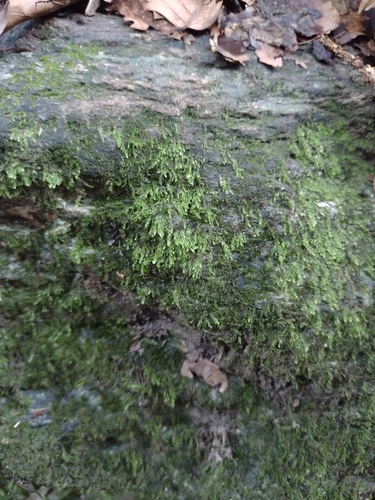Taxiphyllum wissgrillii, 2026-09-12