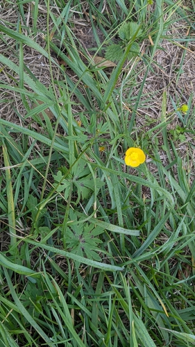 meadow buttercup