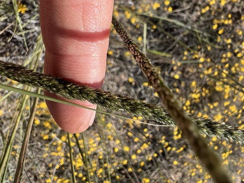 Spike Dropseed