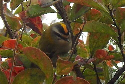 Common Firecrest