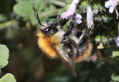 Common Carder Bumble Bee