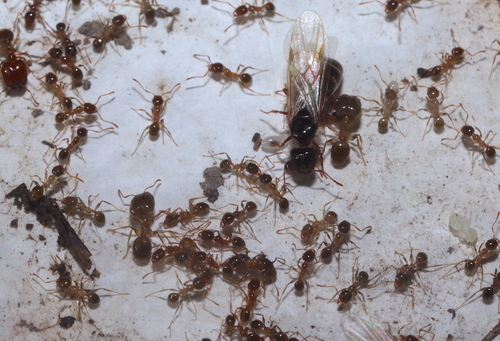 Pallid Big-headed Ant