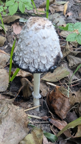 Shaggy Mane