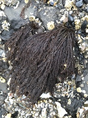 Cryptosiphonia woodii