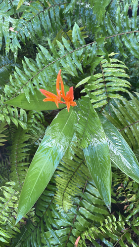 Heliconia psittacorum observed 2026-10-21