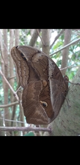 Eryphanis automedon