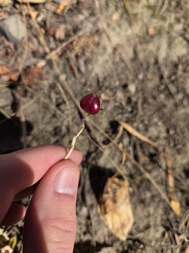 Maianthemum stellatum, 2026-10-21