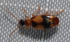Lebia fuscata