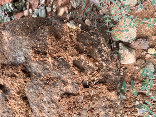 Festinatus-group Carpenter Ants