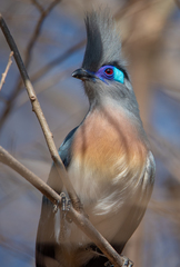 Coua cristata
