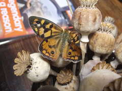 Heteronympha penelope penelope