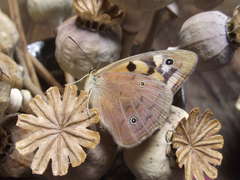 Heteronympha penelope penelope