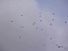 Phalacrocorax sulcirostris