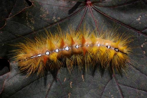 Sycamore Moth