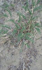 Glycyrrhiza lepidota