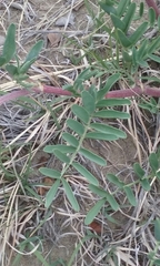 Glycyrrhiza lepidota