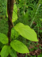 Thyrsanthella difformis