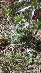 Eryngium caeruleum