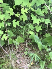 Cypripedium reginae