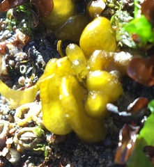 Dactylosiphon bullosus