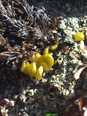 Dactylosiphon bullosus