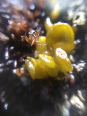 Dactylosiphon bullosus