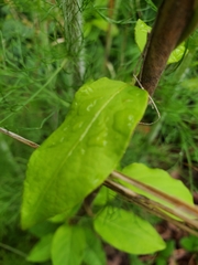 Thyrsanthella difformis