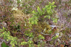 Juniperus communis charlottensis