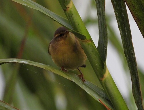 iNaturalist image