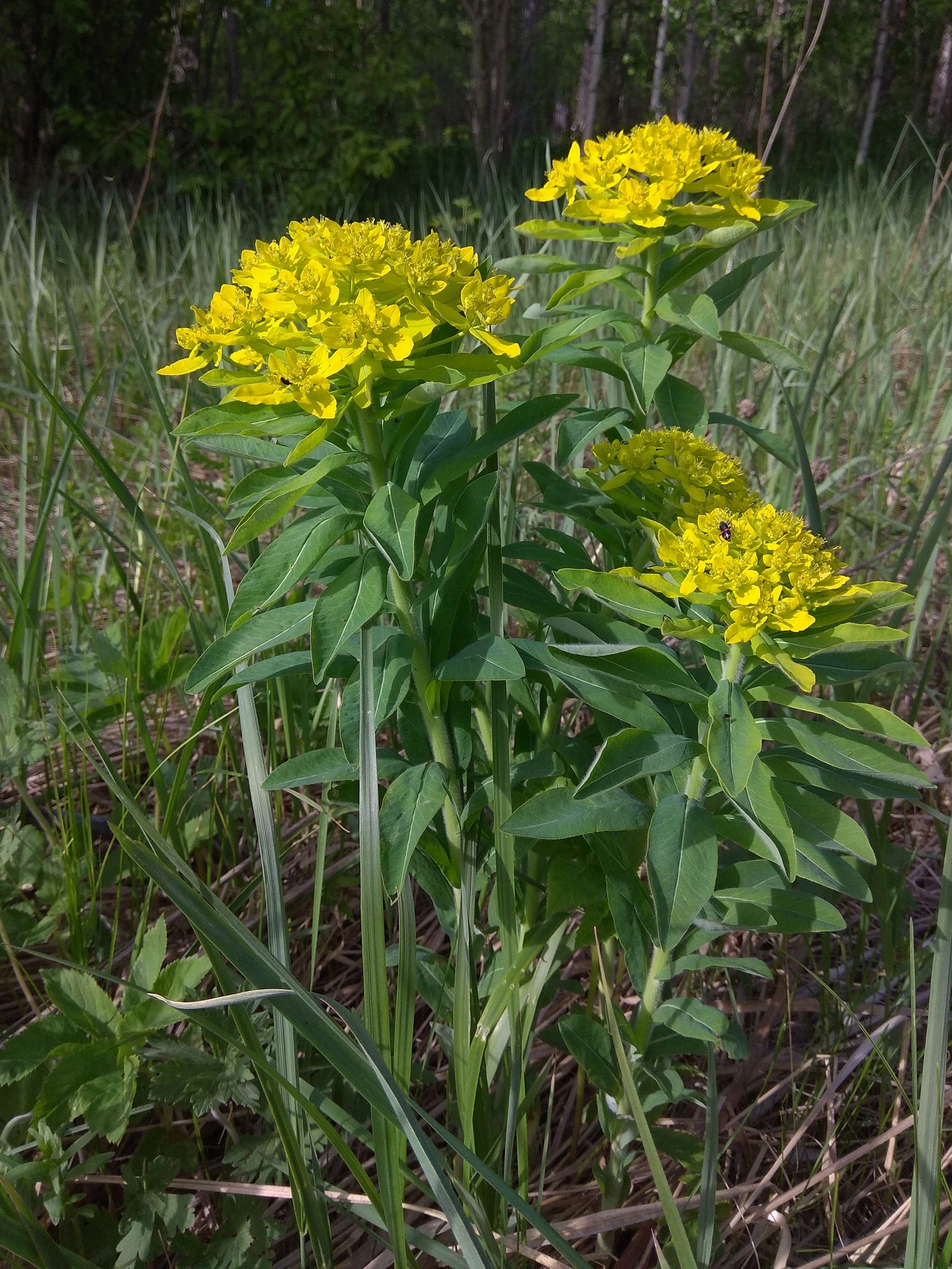 Euphorbia pilosa