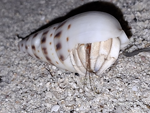 Coenobita rugosus observed 2026-10-22