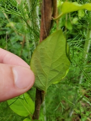 Thyrsanthella difformis