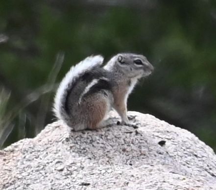 Texas Antelope Squirrel