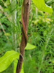 Thyrsanthella difformis