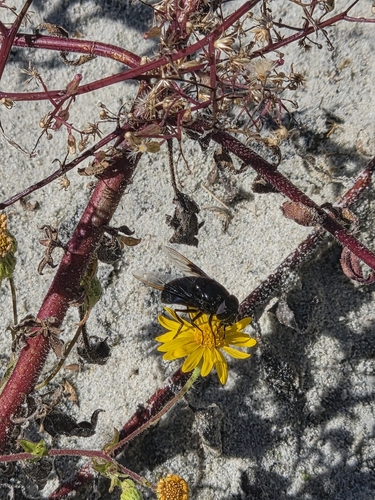 Mexican Cactus Fly